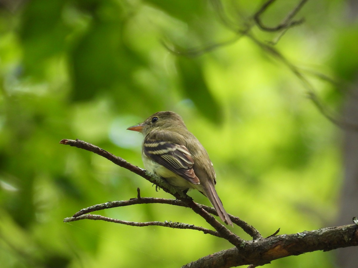 Acadian Flycatcher - Brady Walker