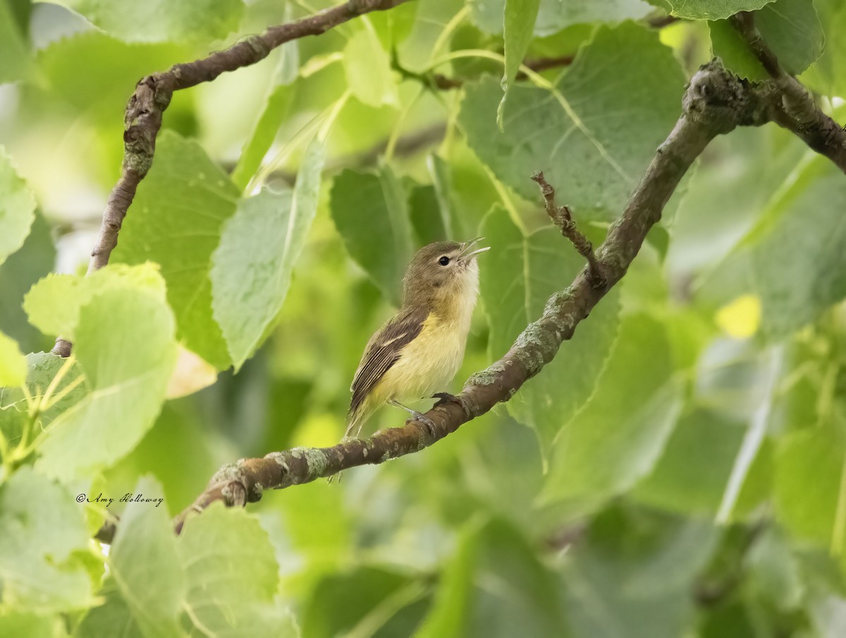Bell's Vireo - Amy Holloway