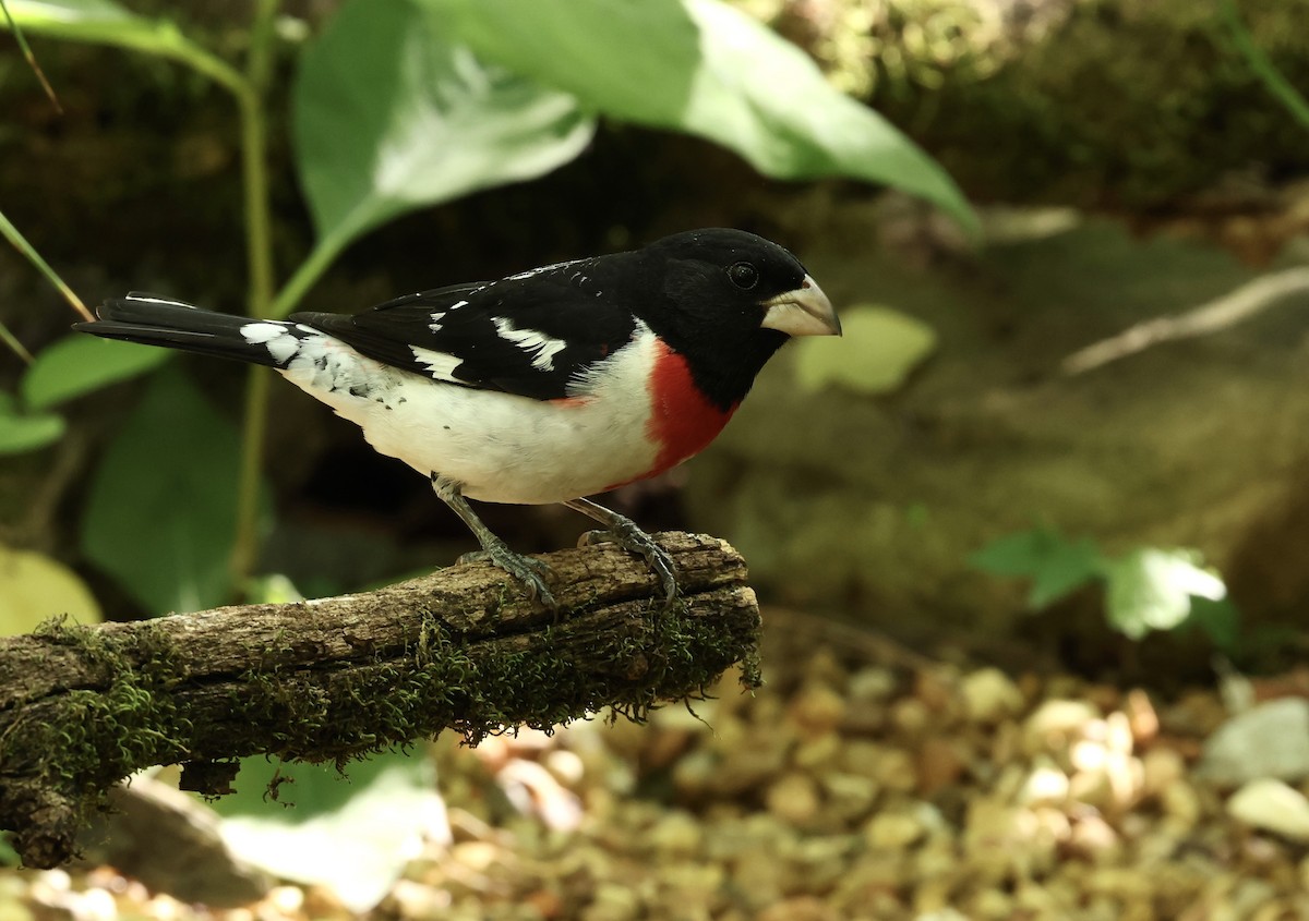 Rose-breasted Grosbeak - Grace Simms  🐦‍⬛