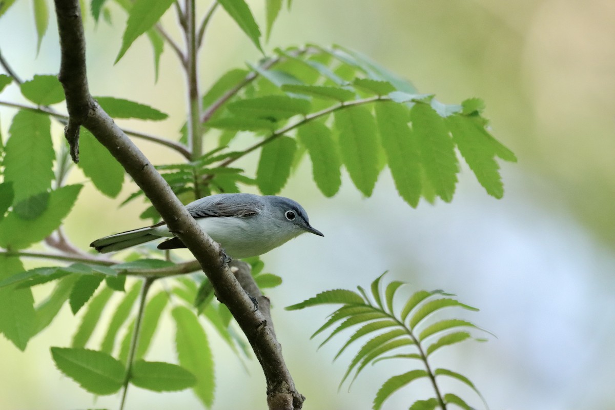 Blue-gray Gnatcatcher - ML619574374