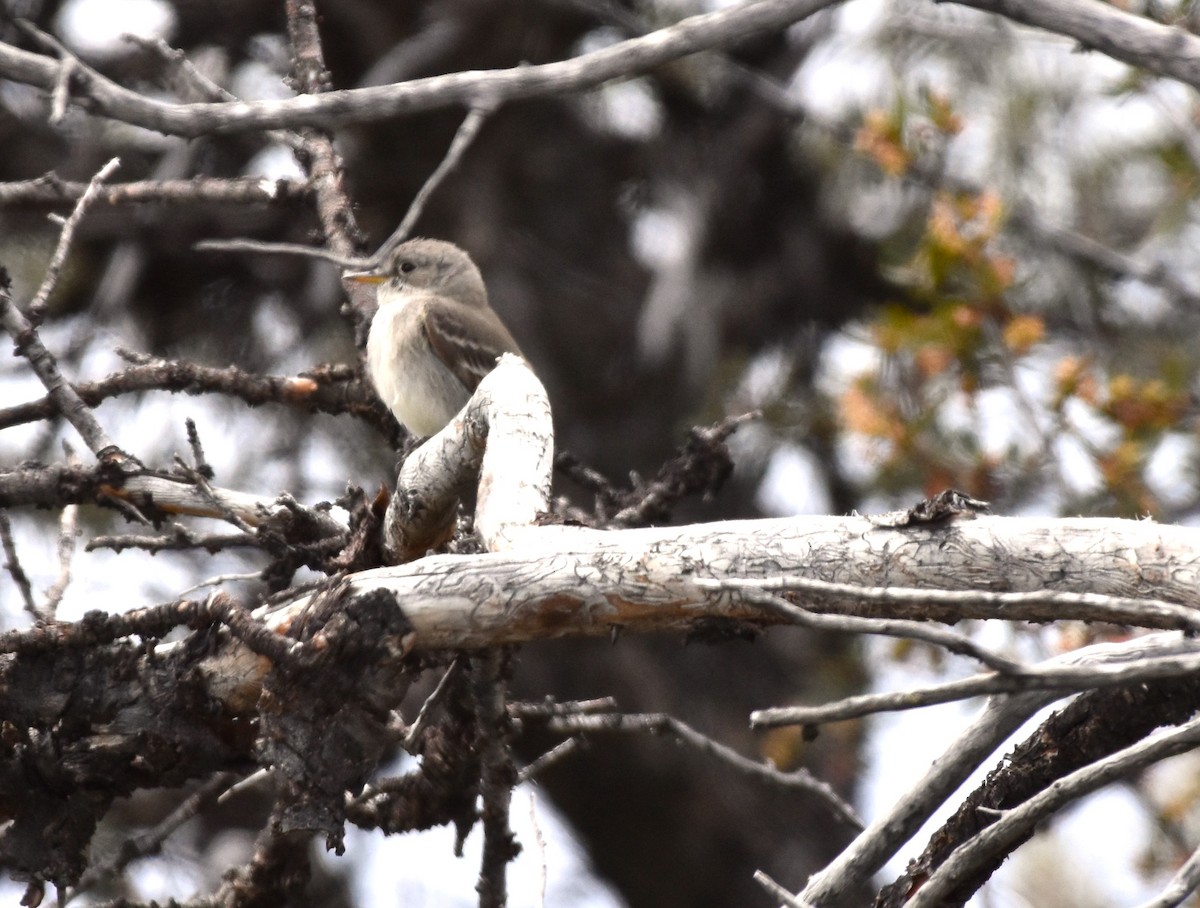 Gray Flycatcher - Alec Andrus