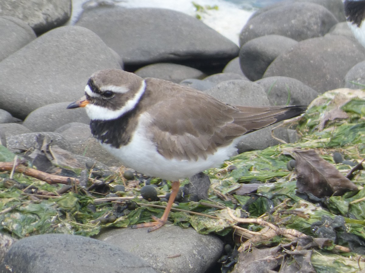 Common Ringed Plover - Mike Tuer