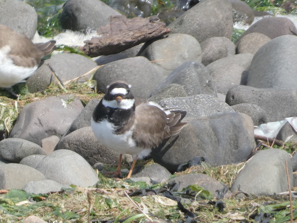 Common Ringed Plover - Mike Tuer