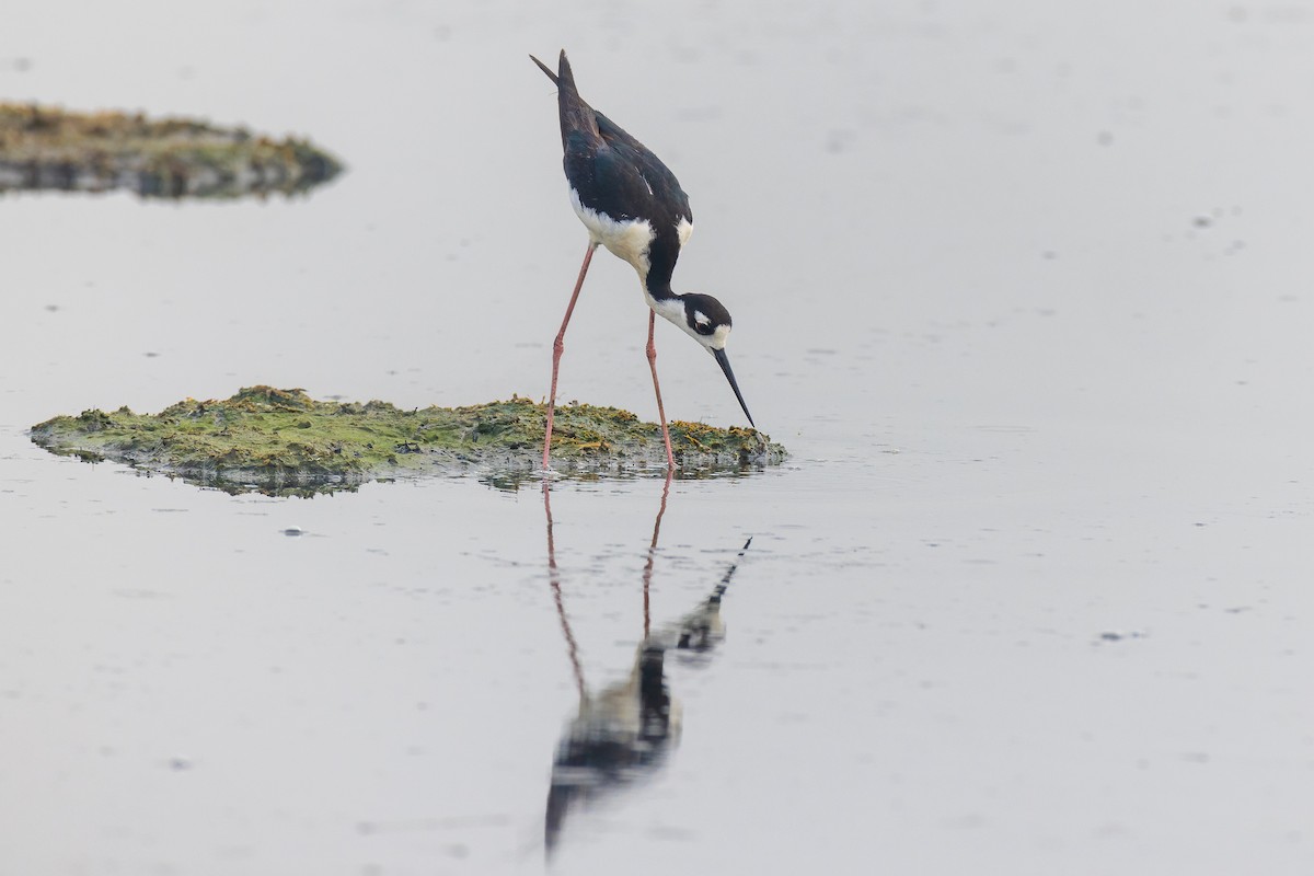 Black-necked Stilt - David Read