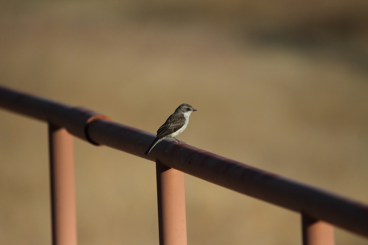 Vermilion Flycatcher - Guy David