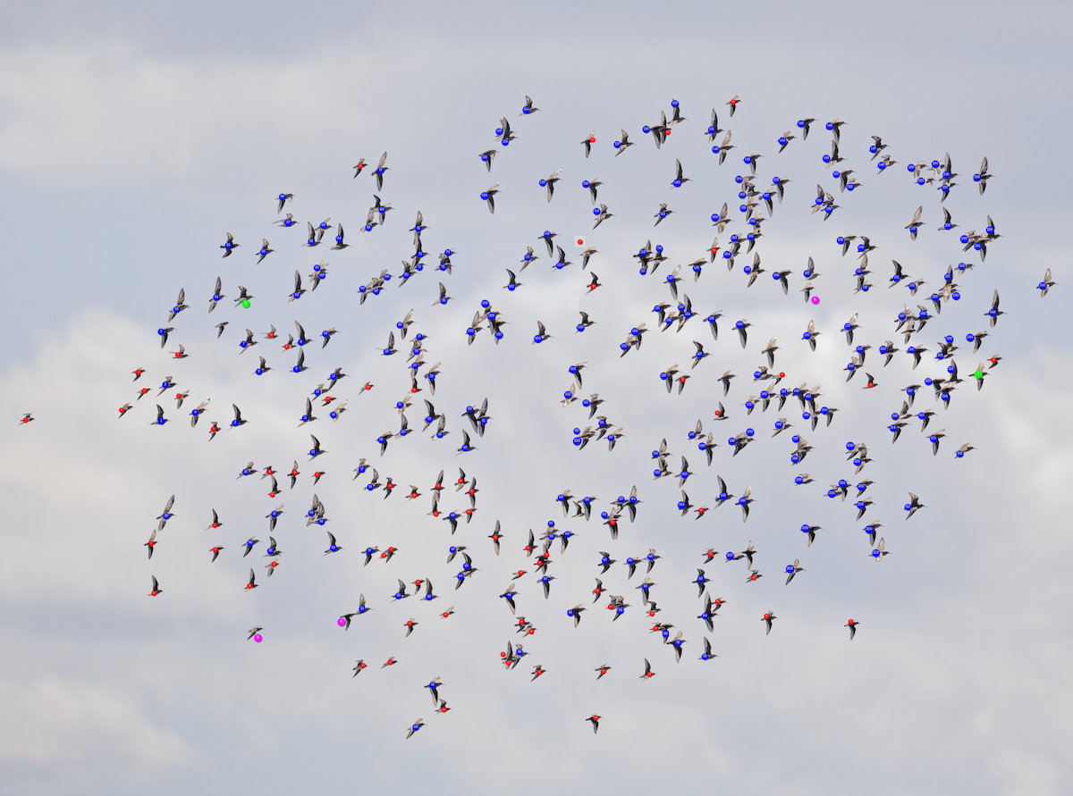 Dunlin - Mario St-Gelais