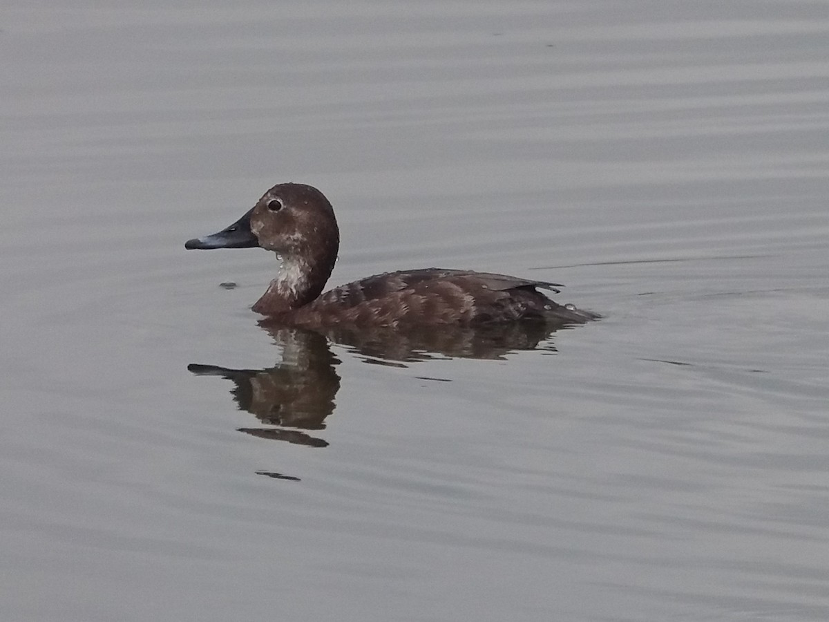 Common Pochard - José Ignacio Dies