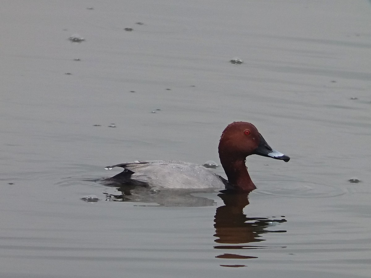 Common Pochard - José Ignacio Dies