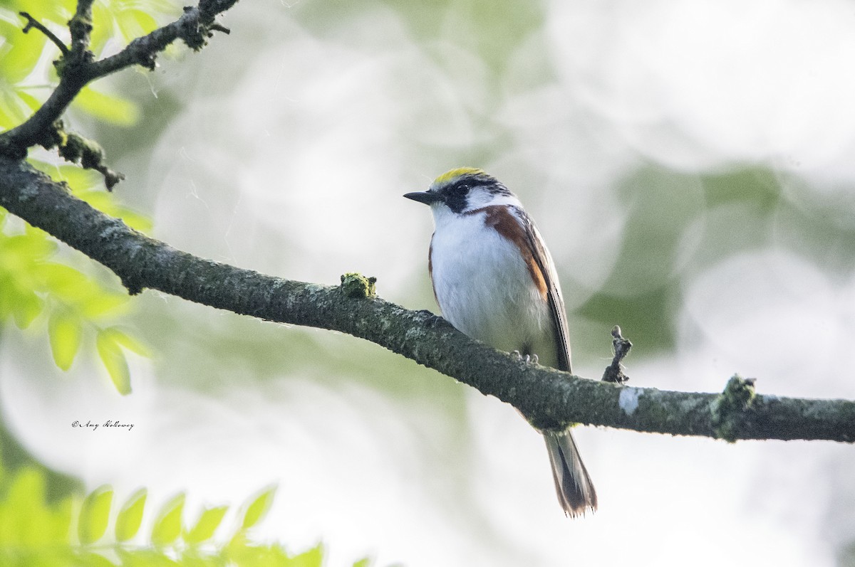 Chestnut-sided Warbler - ML619574413