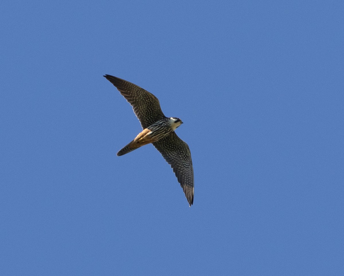 Eurasian Hobby - Hans Bucht