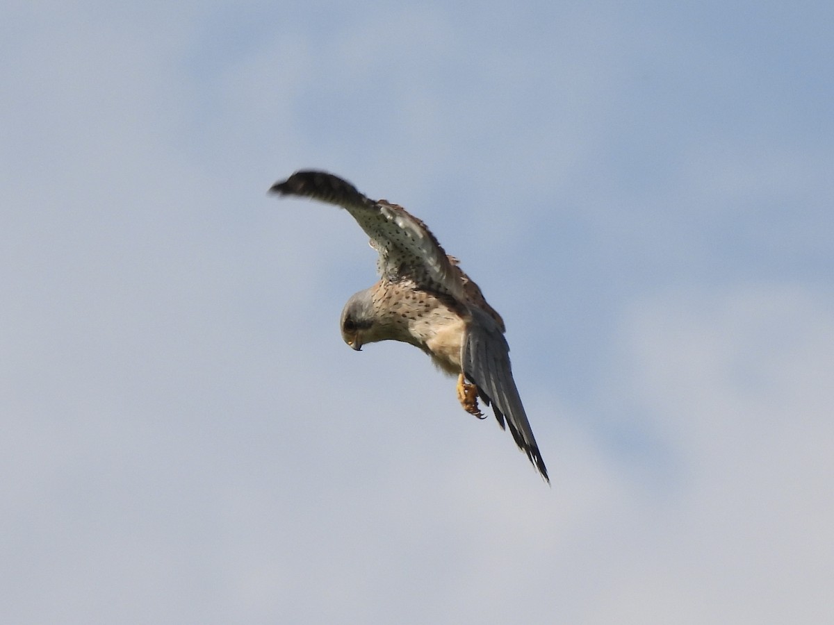 Eurasian Kestrel - ML619574416