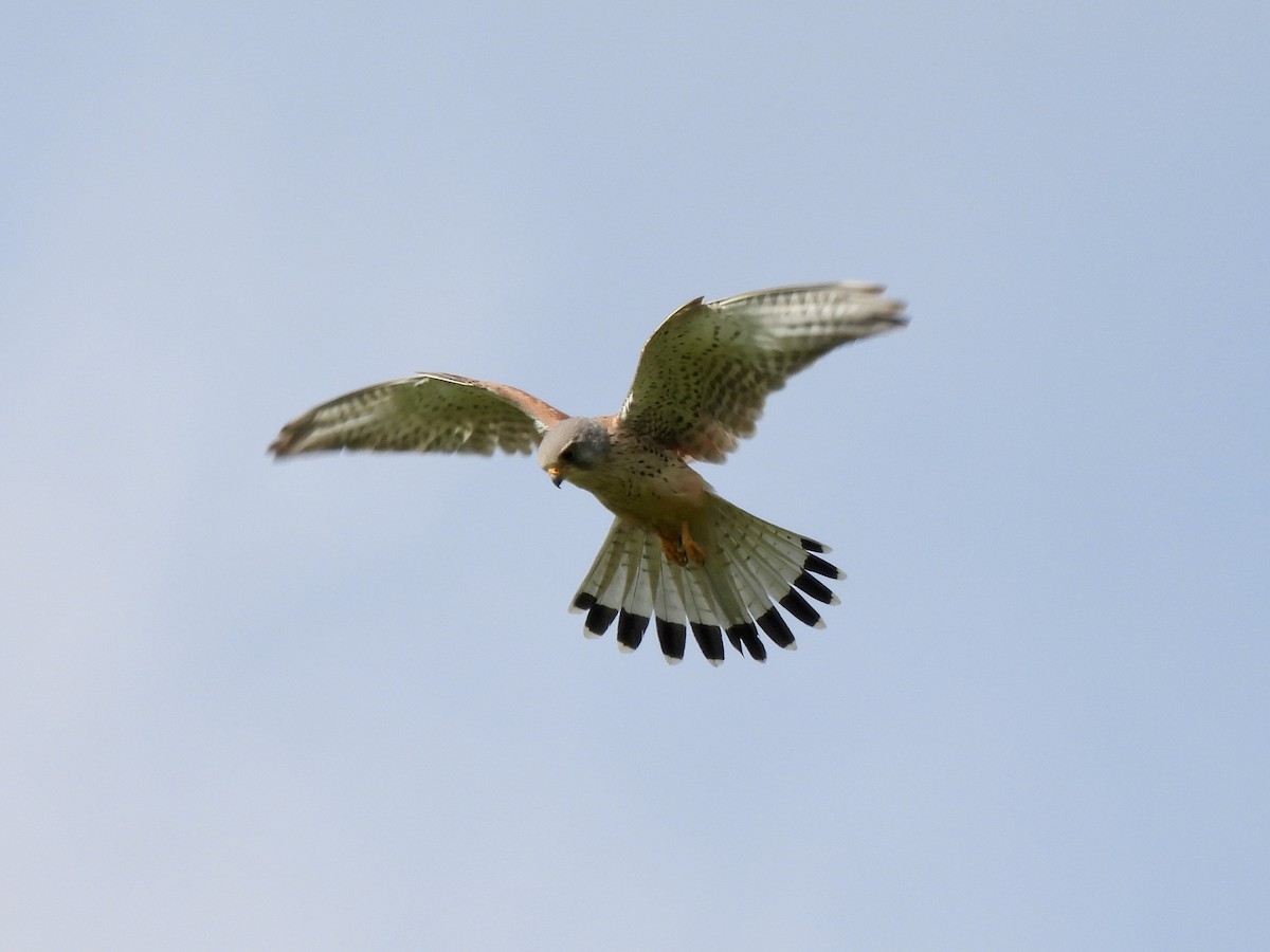 Eurasian Kestrel - Caroline Quinn