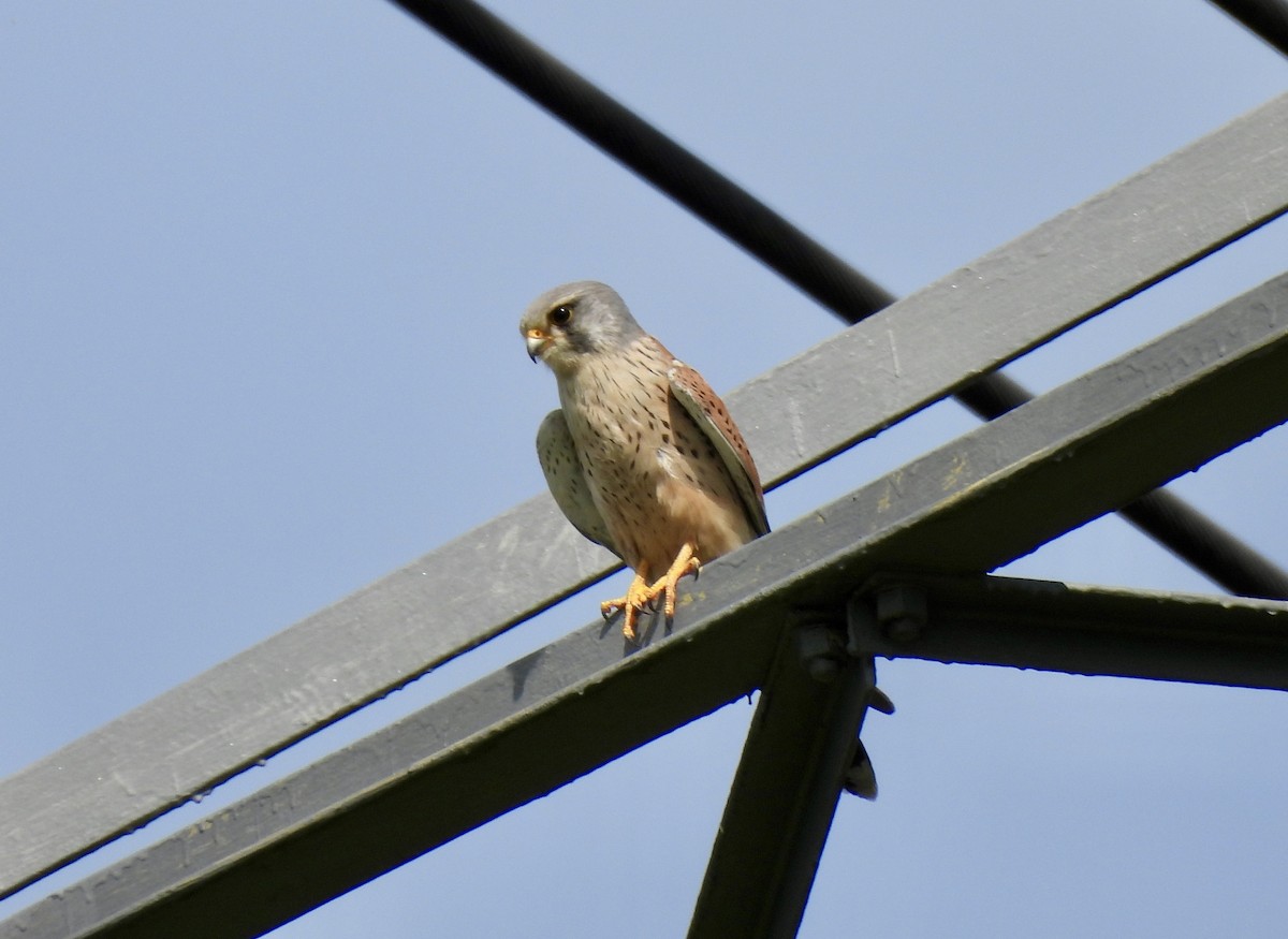 Eurasian Kestrel - Caroline Quinn