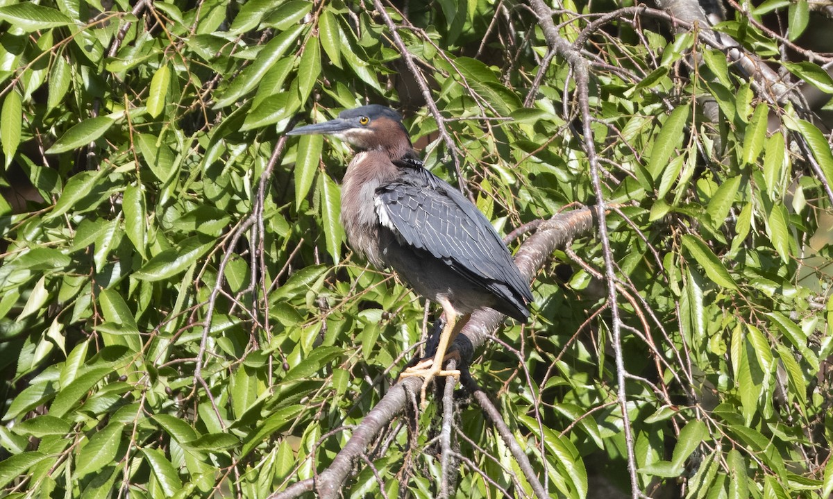 Green Heron - Heather Wolf