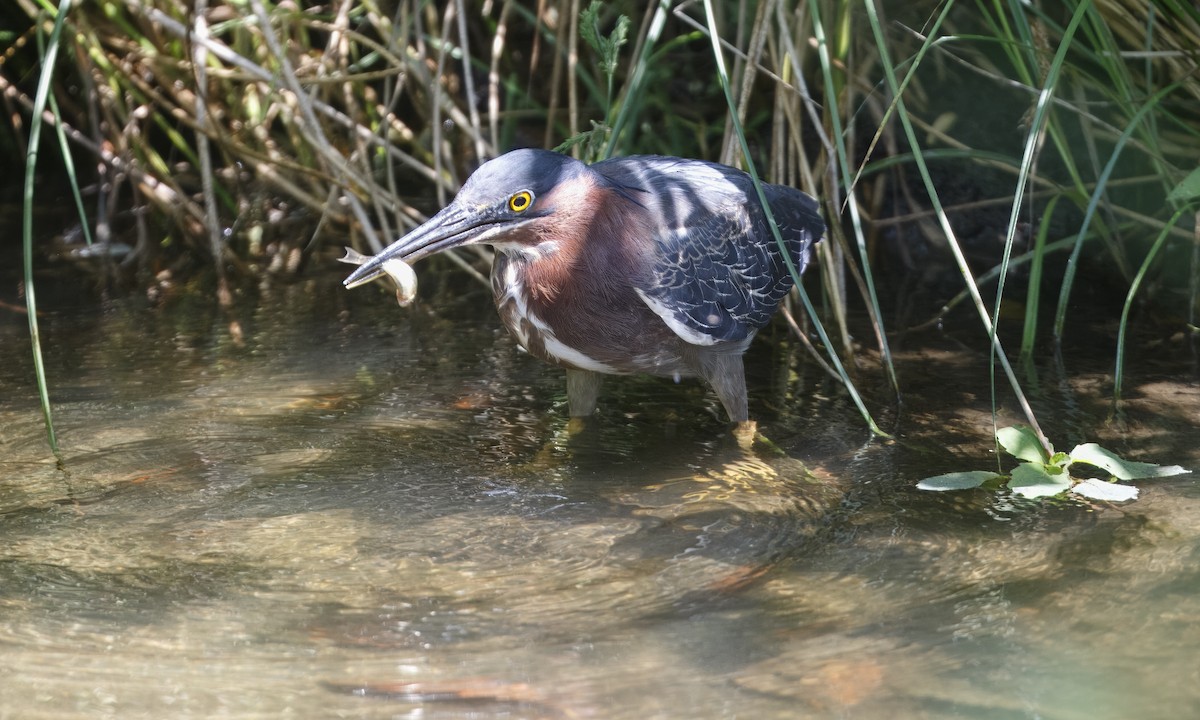 Green Heron - Heather Wolf