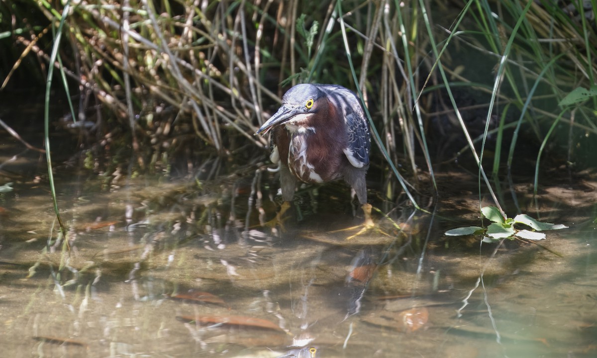 Green Heron - Heather Wolf