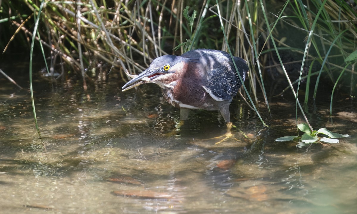 Green Heron - Heather Wolf