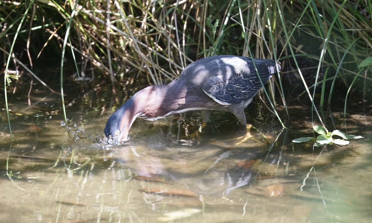 Green Heron - ML619574446