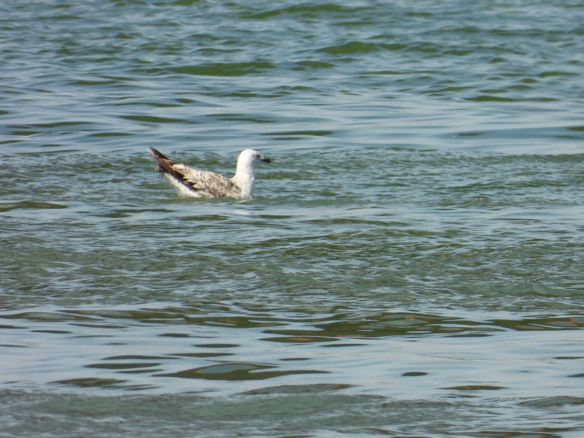 Caspian Gull - Danka Jaksic