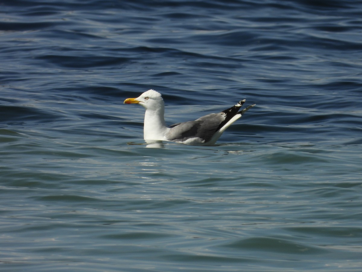 Caspian Gull - Danka Jaksic