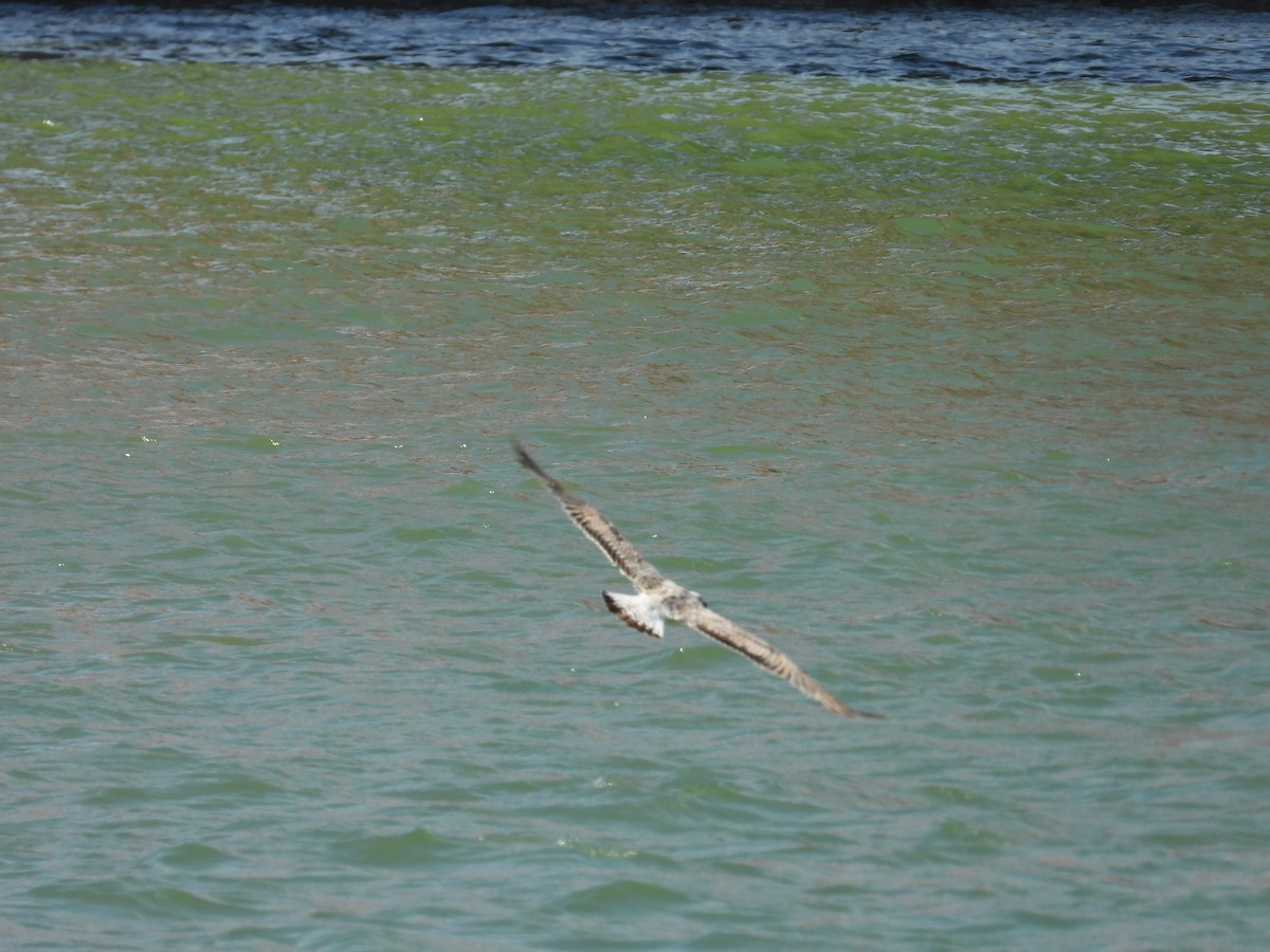 Caspian Gull - Danka Jaksic