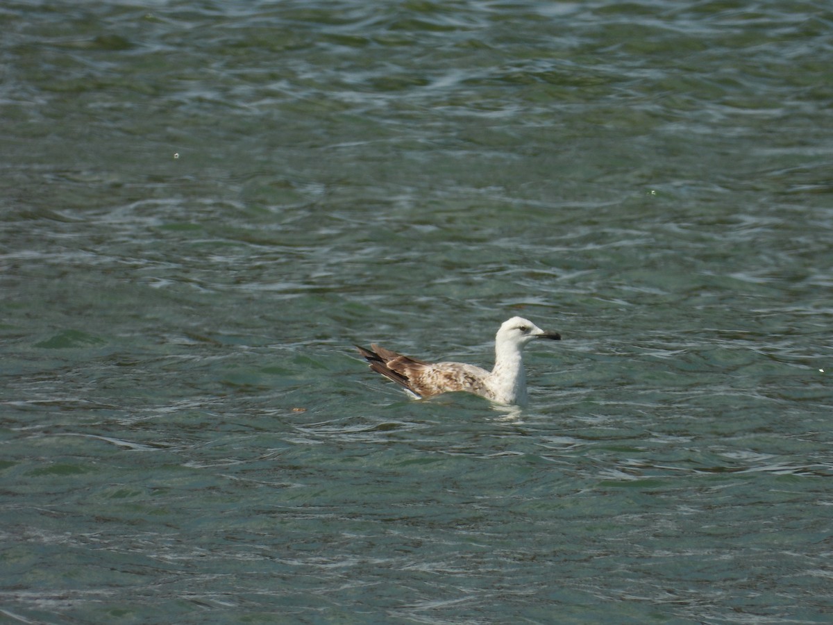 Caspian Gull - Danka Jaksic