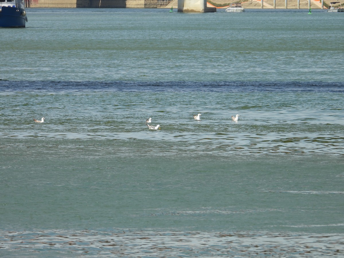 Caspian Gull - Danka Jaksic