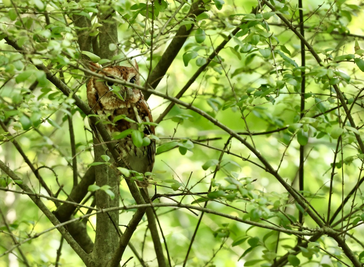 Eastern Screech-Owl - Grace Simms  🐦‍⬛