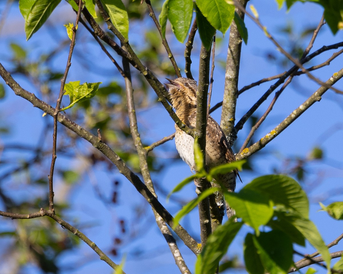 Eurasian Wryneck - Hans Bucht