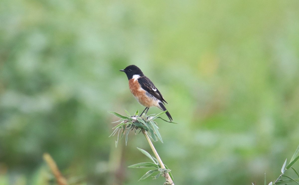 Siberian Stonechat - Praveen H N