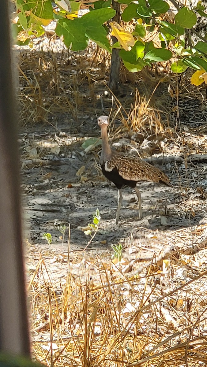 Red-crested Bustard - Susan Schott