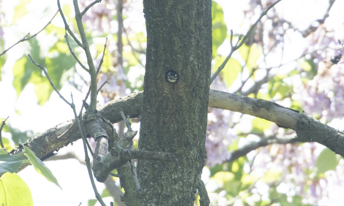 セジロコゲラ（pubescens／medianus） - ML619574473