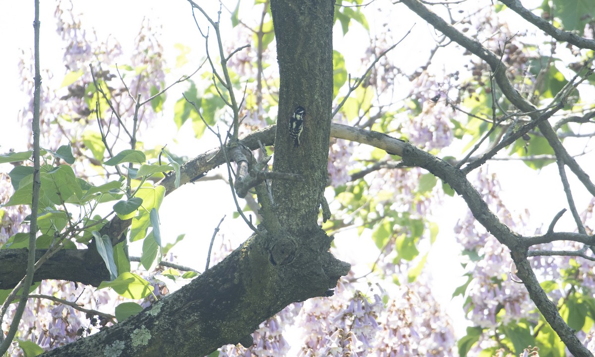 Downy Woodpecker (Eastern) - Heather Wolf