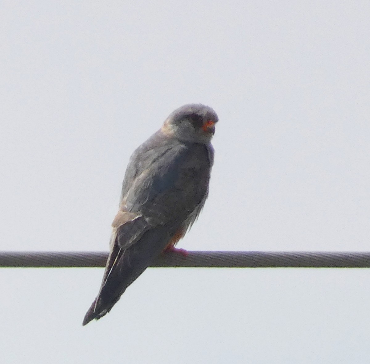 Red-footed Falcon - claudio magni