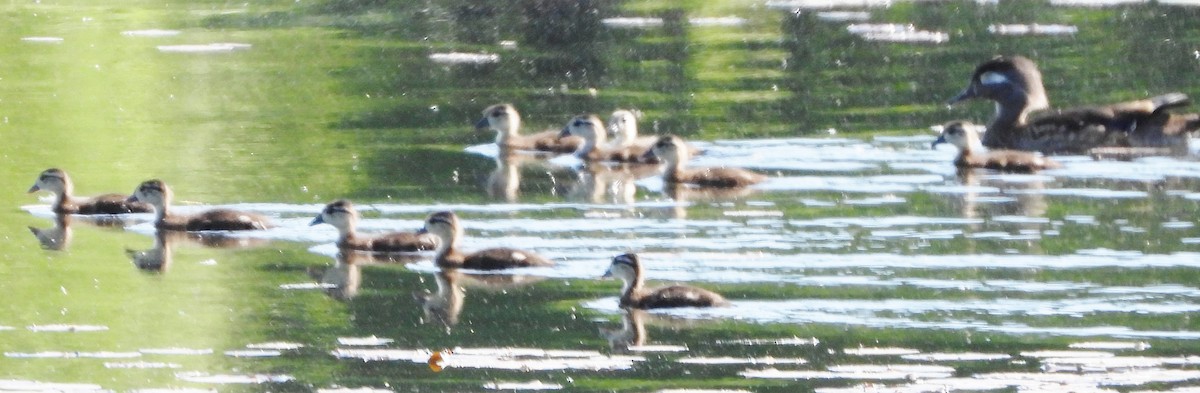 Wood Duck - alan murray