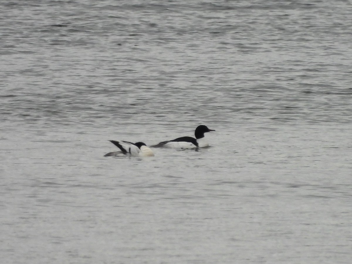 Common Merganser - ML619574484