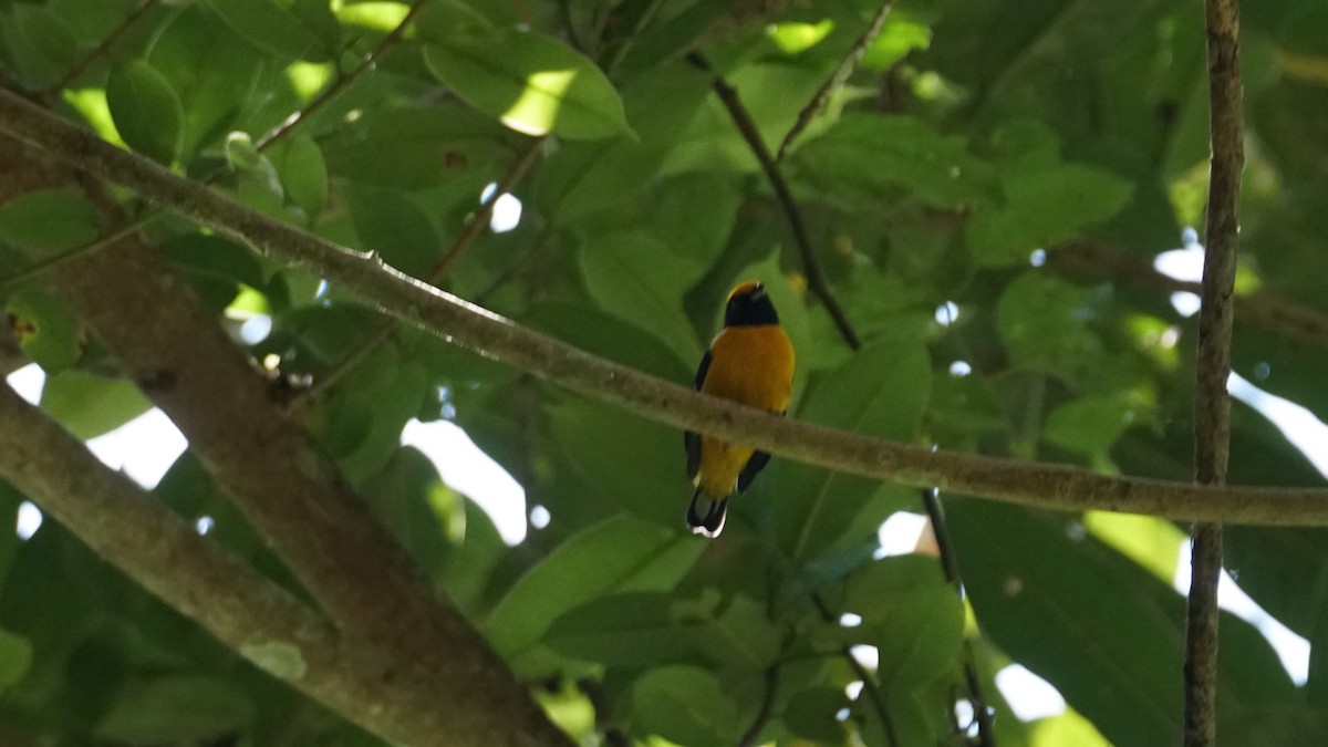 Orange-bellied Euphonia - ML619574485