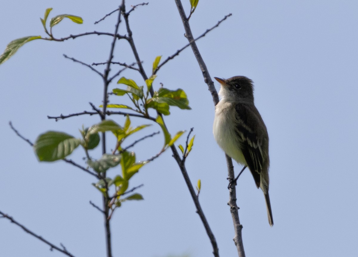 Willow Flycatcher - Hervé Daubard