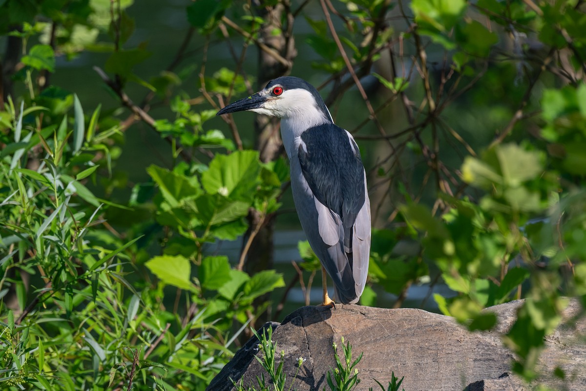 Black-crowned Night Heron - Aaron Kaslow