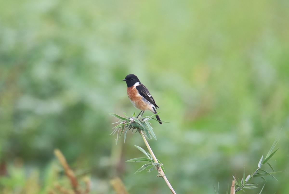 Siberian Stonechat - Praveen H N