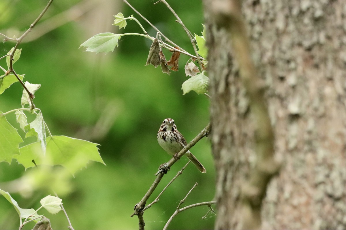 Song Sparrow - William Going