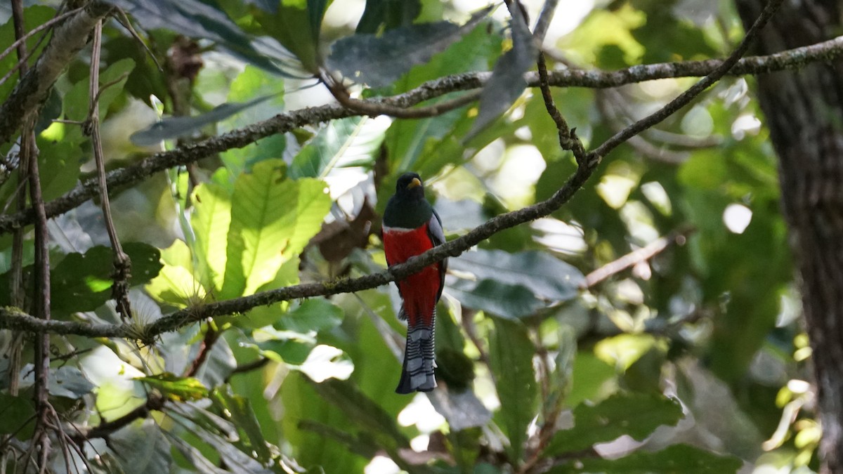 Collared Trogon - Paul Gössinger