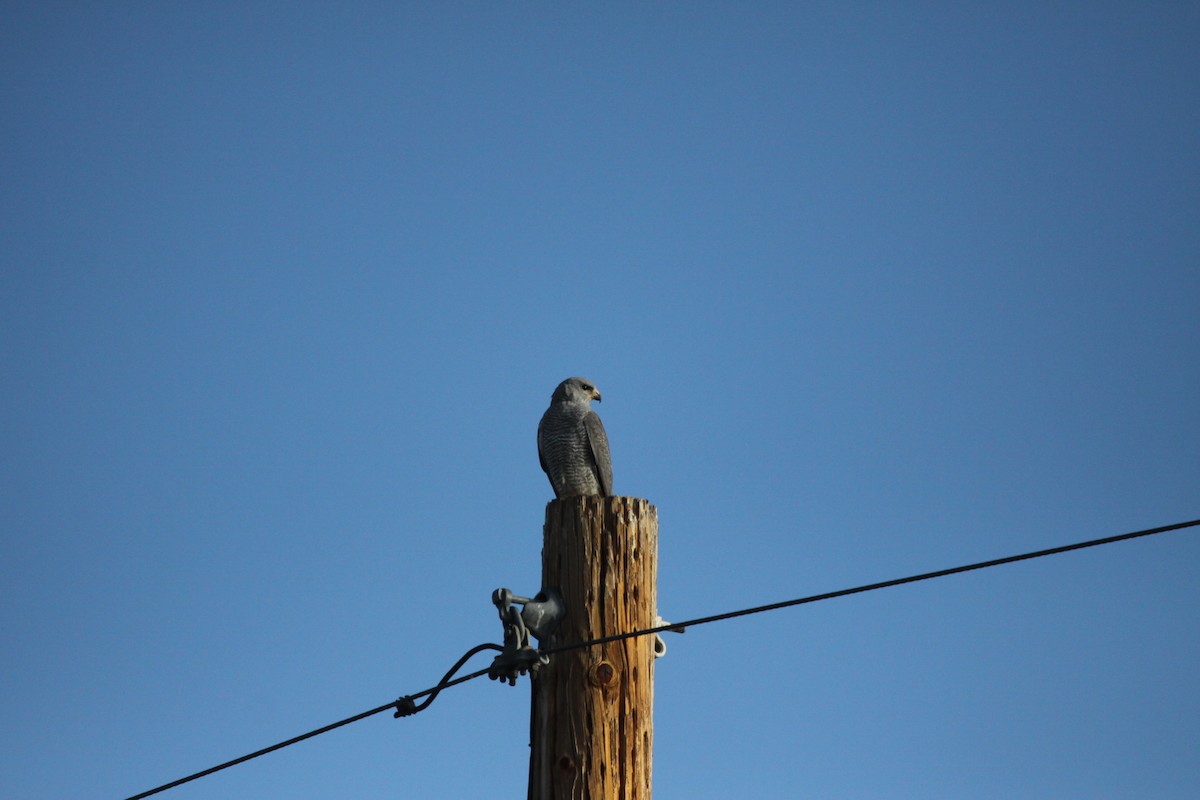 Gray Hawk - Guy David