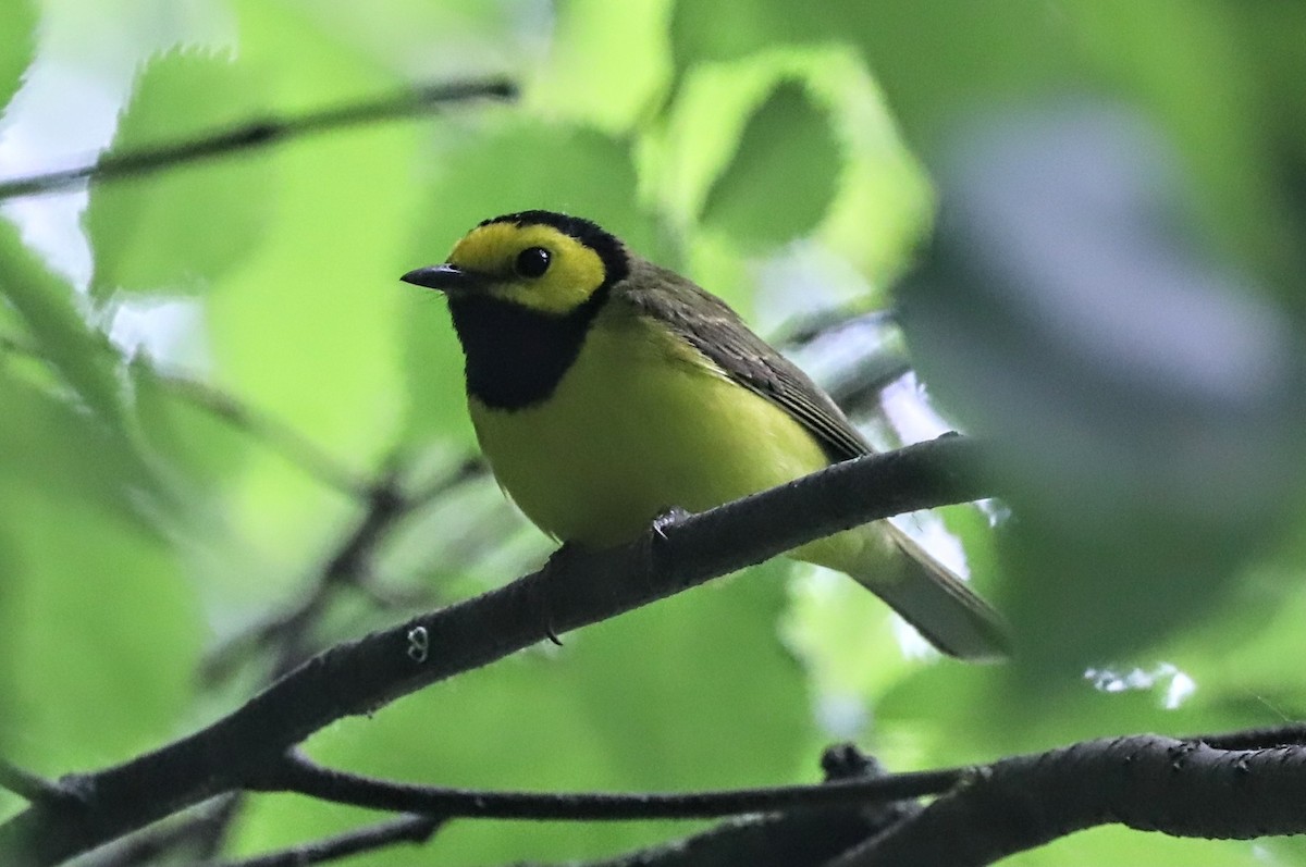 Hooded Warbler - Diana Cook