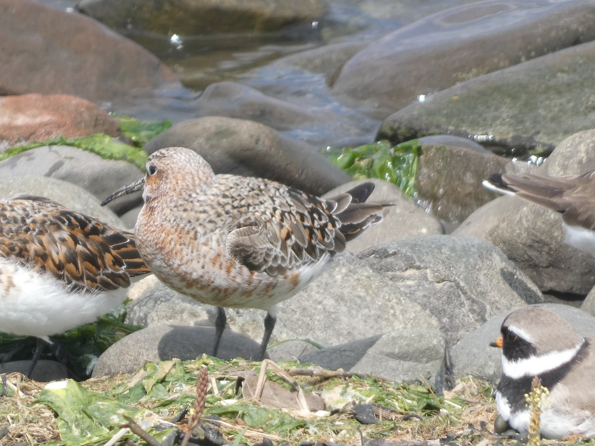 Curlew Sandpiper - Mike Tuer