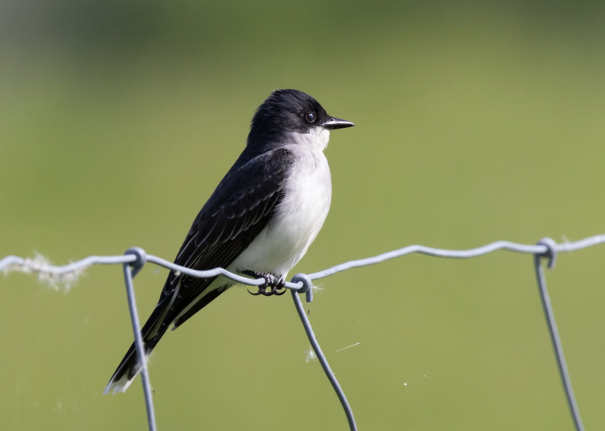 Eastern Kingbird - ML619574526