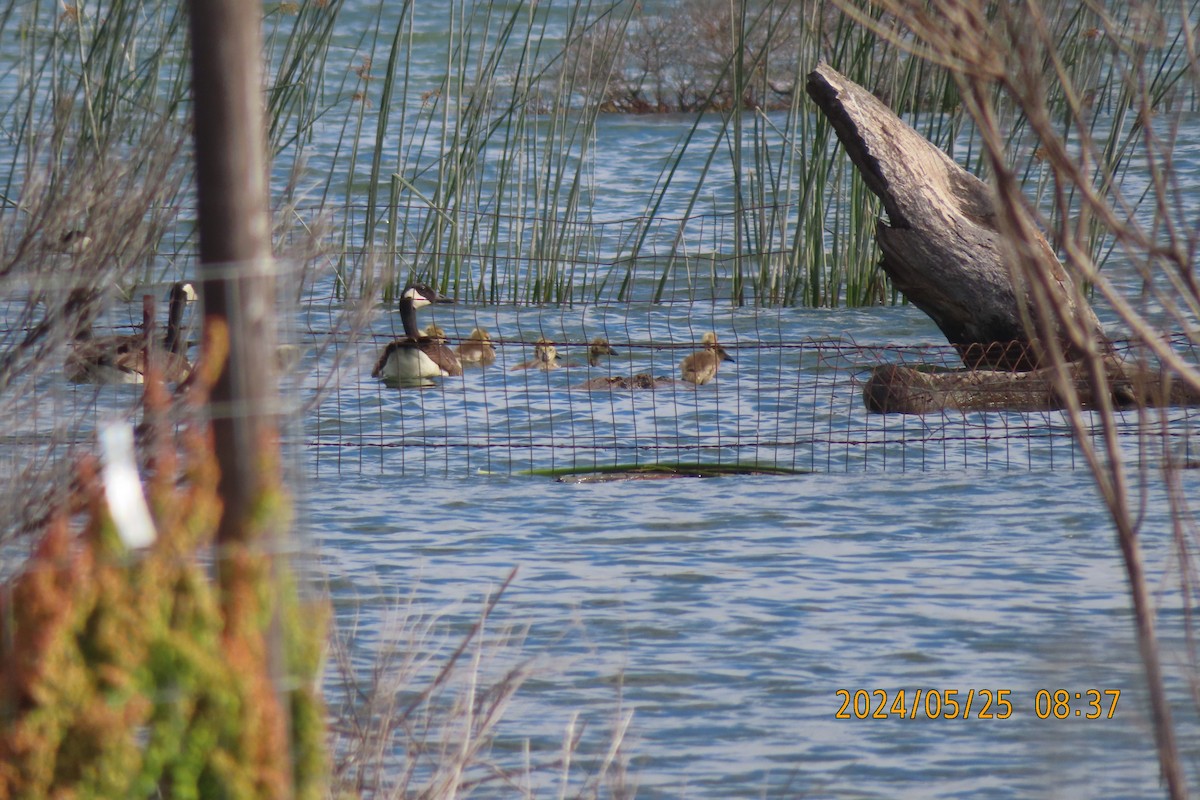 Canada Goose - Mark Holmgren