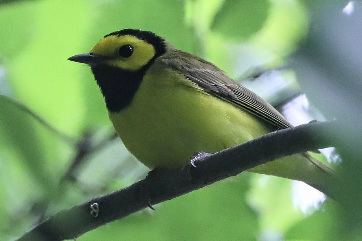 Hooded Warbler - Diana Cook