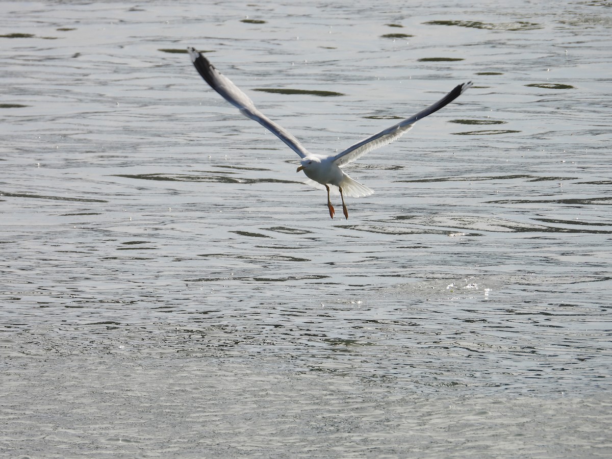 Caspian Gull - Danka Jaksic