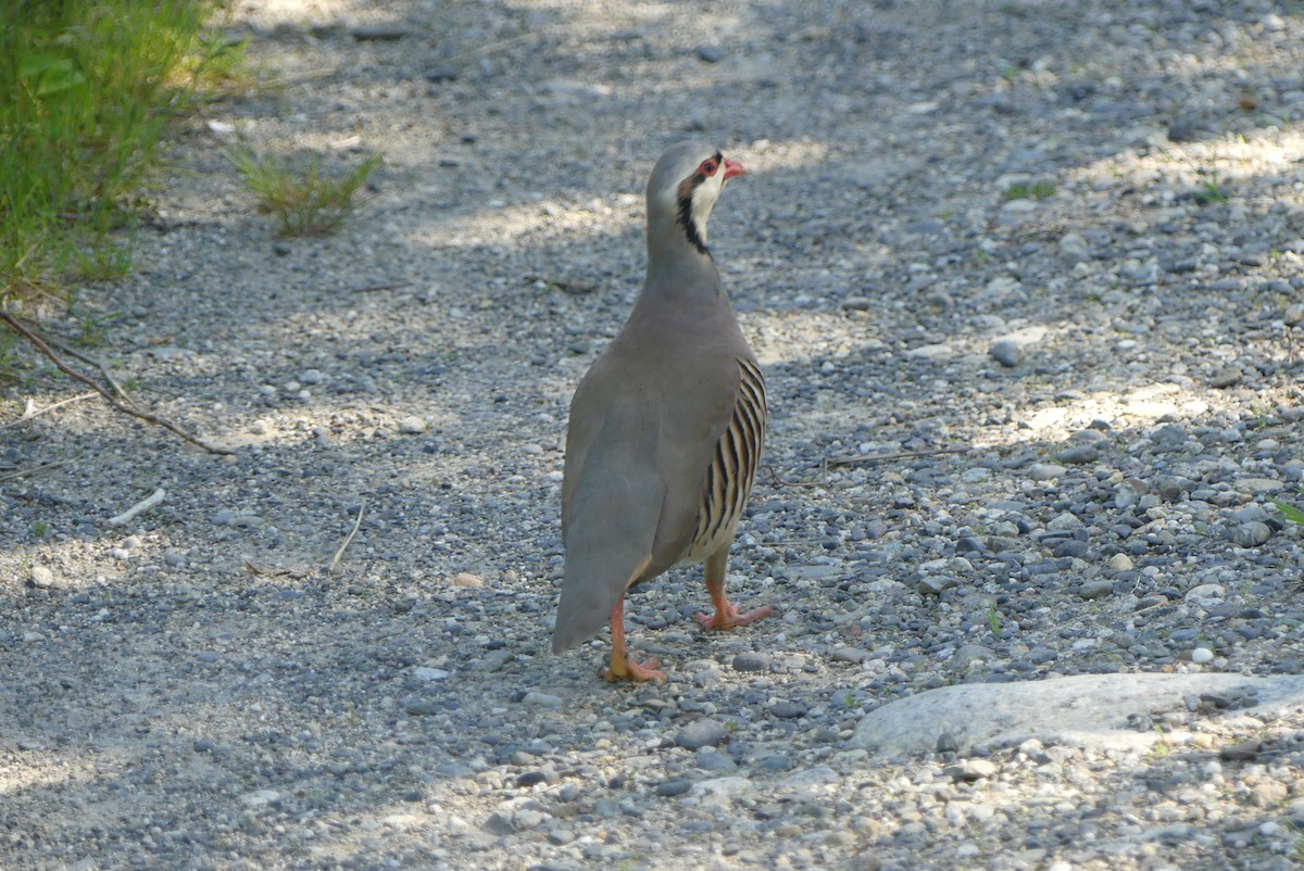 Chukar - ML619574536